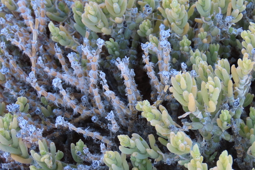 Mesembryanthemum schenckii