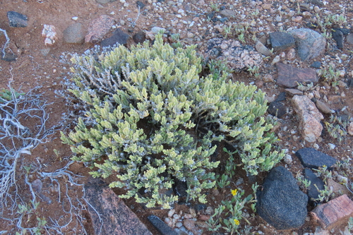 Mesembryanthemum schenckii