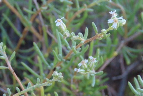 Nama Kapok (Eriocephalus scariosus)