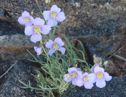 Cow Sunspurge (Heliophila trifurca)