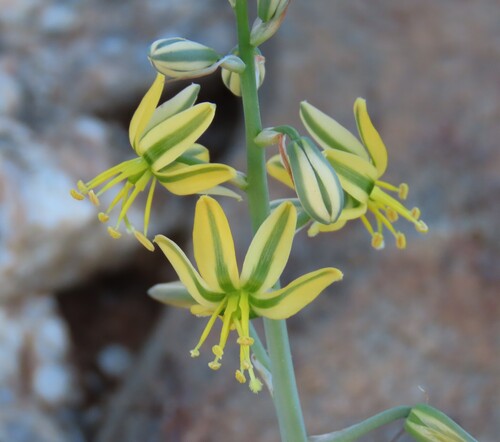 Albuca pearsonii