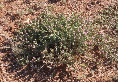 Mesembryanthemum articulatum