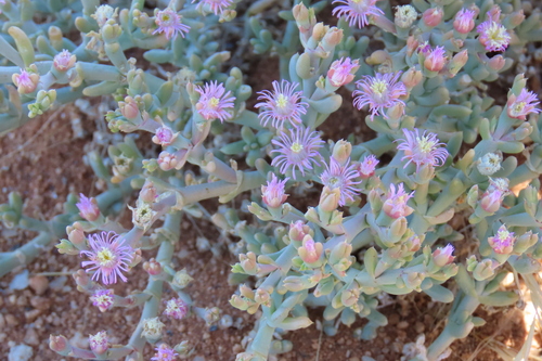 Mesembryanthemum articulatum