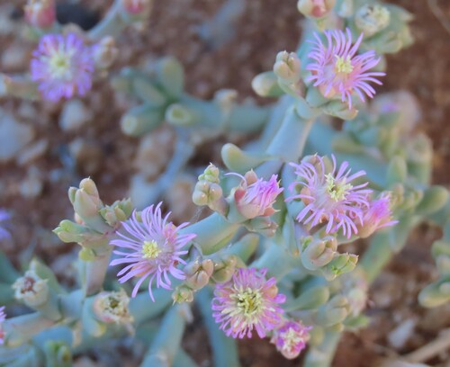 Mesembryanthemum articulatum