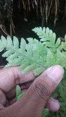 Tectaria devexa