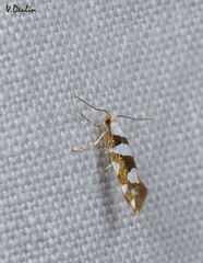 Argyresthia brockeella
