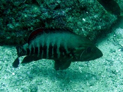 Cephalopholis panamensis