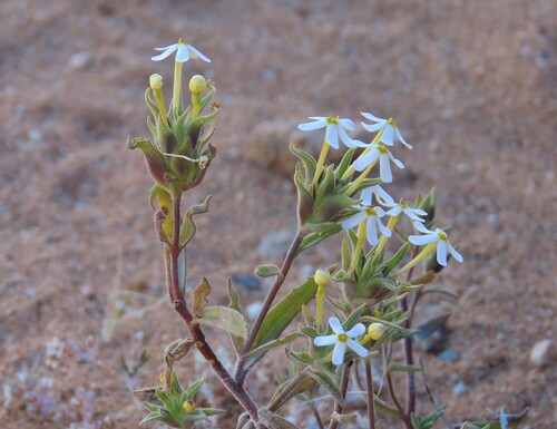 Namaqua Drumsticks (Zaluzianskya benthamiana)