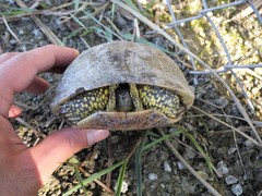 Emys orbicularis persica