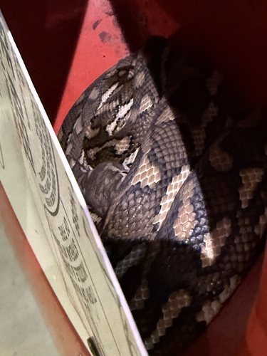 Coastal Carpet Python sighting