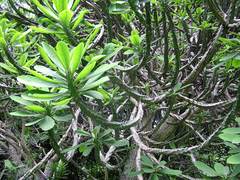 Euphorbia nivulia