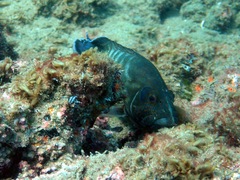 Cephalopholis panamensis