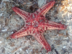 Protoreaster lincki