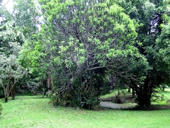 Euphorbia nivulia