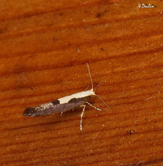 Argyresthia pulchella