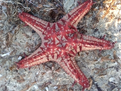 Protoreaster lincki