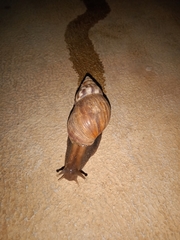 Lissachatina fulica