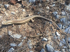 Trachylepis planifrons