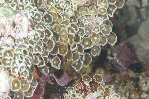 Palythoa heliodiscus observed 2025-09-22