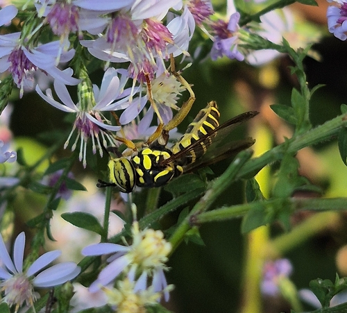 Unknown species found near Columbus, OH 43221, USA