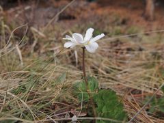 Callianthemum sajanense