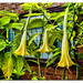 Datura candida - Photo (c) Antony ***, some rights reserved (CC BY-NC-ND)