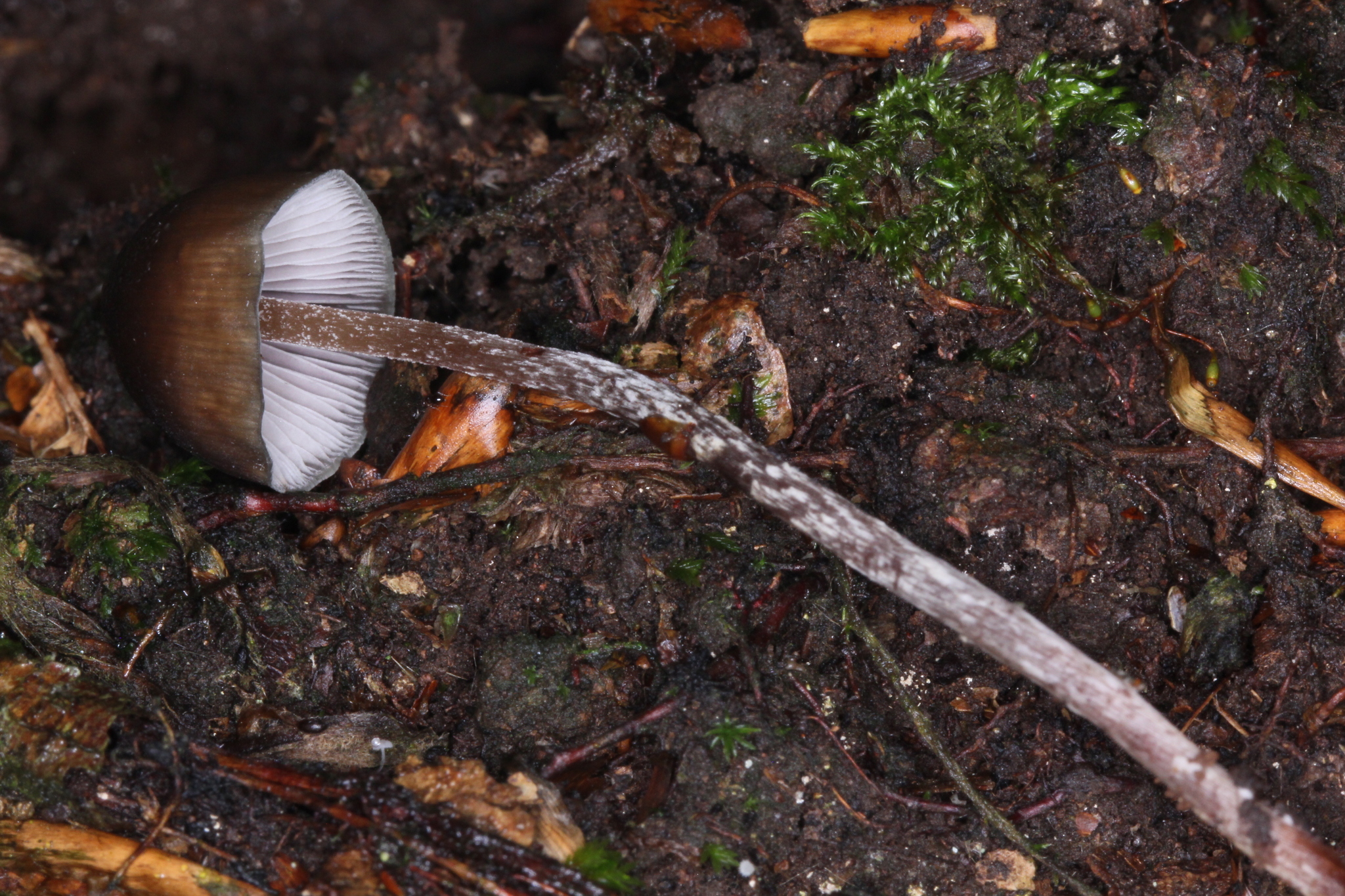Psilocybe neoxalapensis image