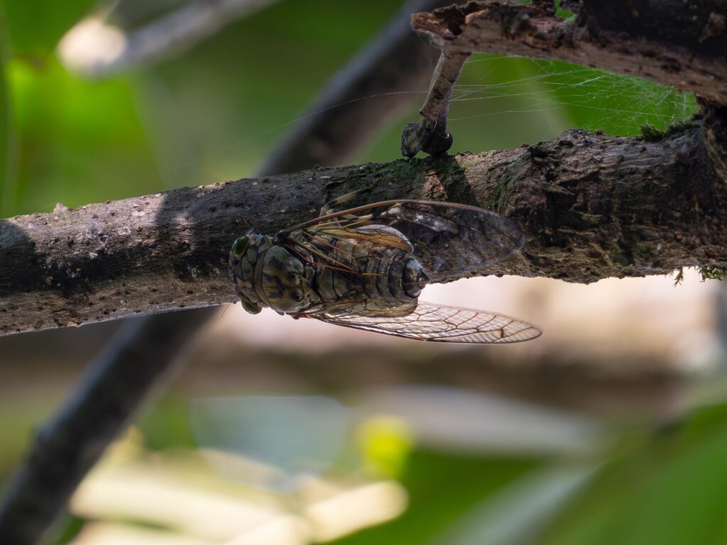 Cochleopsaltria