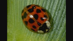 Harmonia axyridis