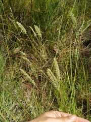 Tribolium brachystachyum