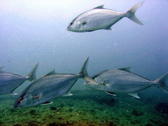 Seriola