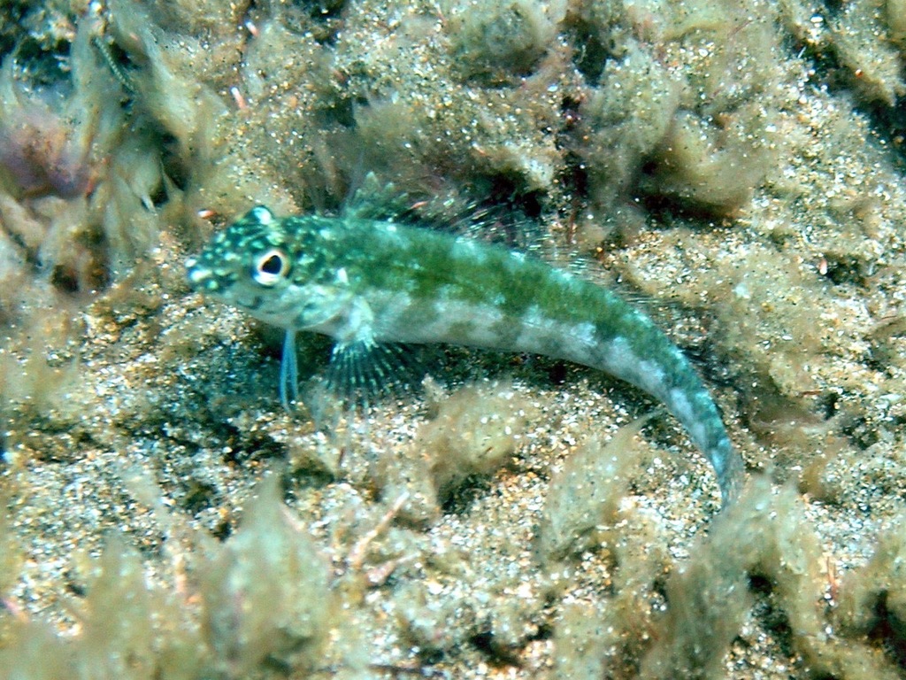 Margarita blenny (Malacoctenus margaritae) — Labrisomidae