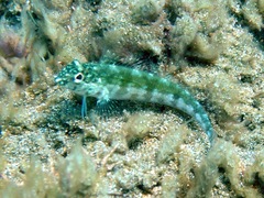 Margarita Blenny photo 1