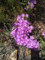 Lampranthus emarginatus