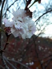 Prunus serrulata
