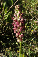 Anacamptis coriophora fragrans