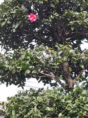 Camellia japonica