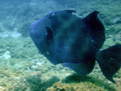 Pseudobalistes naufragium