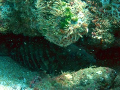 Cephalopholis panamensis