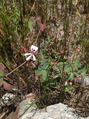 Pelargonium patulum patulum