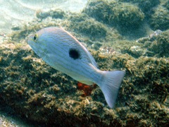 Lutjanus guttatus