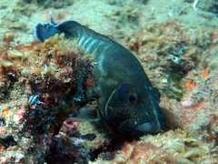 Cephalopholis panamensis