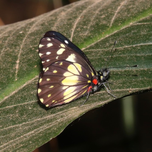 Catasticta sisamnus