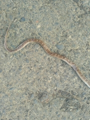 Oligodon taeniolatus