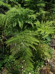 Pteris dentata