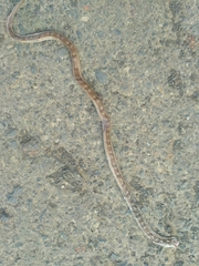 Oligodon taeniolatus