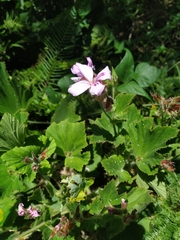 Pelargonium cucullatum strigifolium