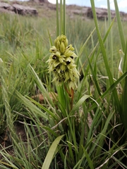 Orthochilus foliosus