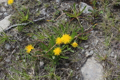 Taraxacum croceum
