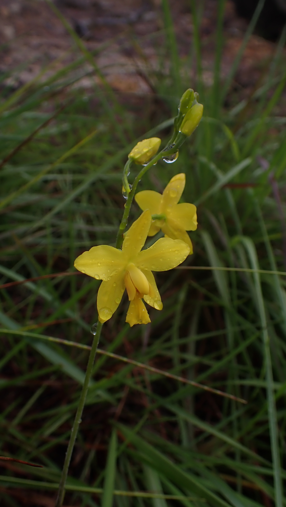 Spathoglottis pubescens — ảnh 2